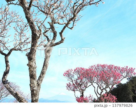 静岡県 紅白梅と富士 2月 静岡県 紅白梅と富士 2月 137979826