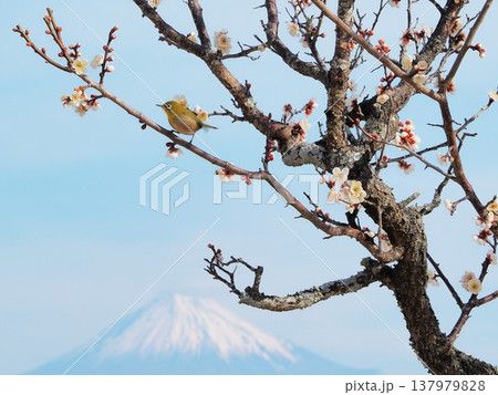 静岡県 白梅とメジロと富士山 2月 静岡県 白梅とメジロと富士山 2月 137979828