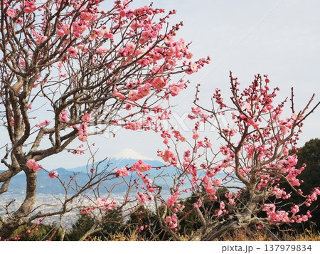 静岡県　紅梅と富士　2月 137979834
