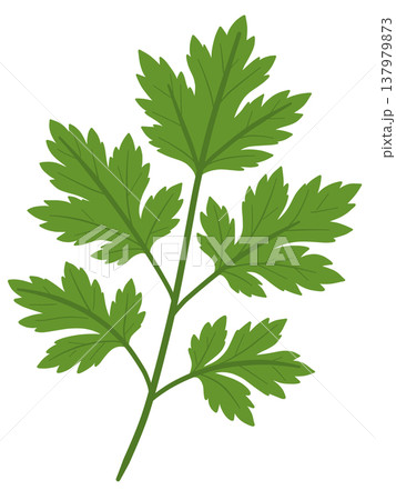 ヨモギ 137979873