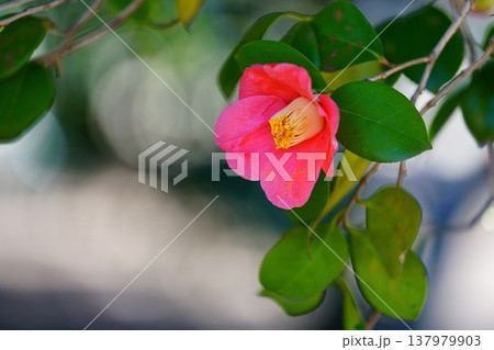 椿の花 椿の花 137979903
