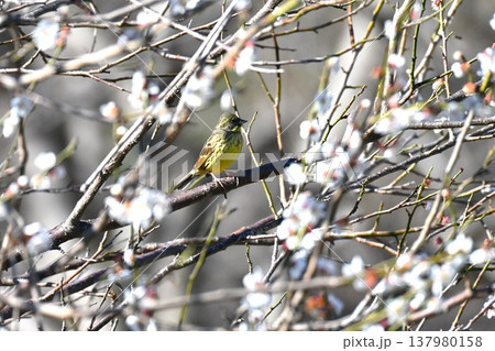 アオジ・青鵐、蒿鵐、蒿雀・東アジア生息の渡り鳥 137980158