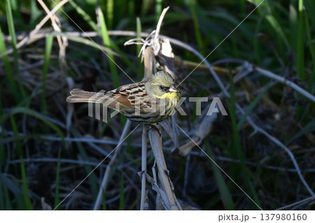 アオジ・青鵐、蒿鵐、蒿雀・東アジア生息の渡り鳥 137980160