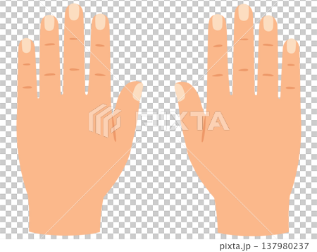 手の甲 137980237
