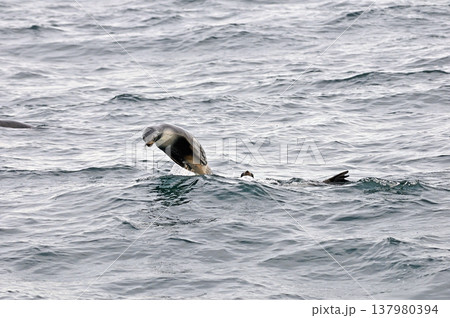 三陸沖を泳ぐオットセイ 137980394