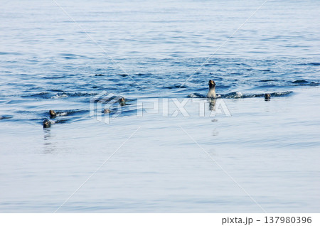 三陸沖を泳ぐオットセイ 137980396