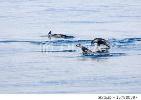 三陸沖を泳ぐオットセイ 137980397