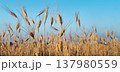 Close up view of a quiet panorama with golden wheat spikes in sunset 137980559