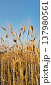 Close up view of a quiet panorama with golden wheat spikes in sunset 137980561