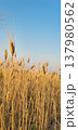 Close up view of a quiet panorama with golden wheat spikes in sunset 137980562