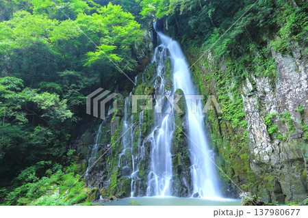 新緑の余の滝（宇佐市） 137980677