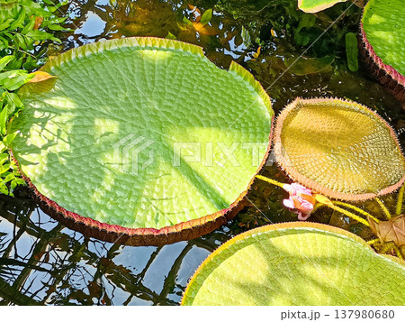 温室の池に広がるオオオニバスの大きな葉 温室の池に広がるオオオニバスの大きな葉 137980680