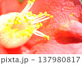椿の花びら 137980817