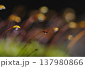朝露に輝く苔 137980866
