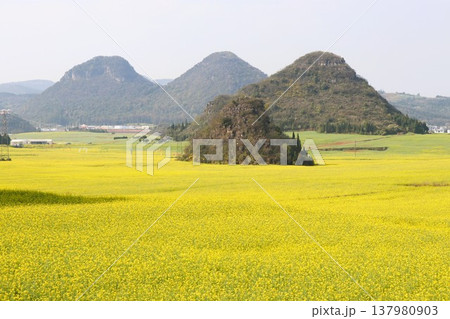 菜の花畑の絨毯　羅平　中国　雲南省　アジア 137980903