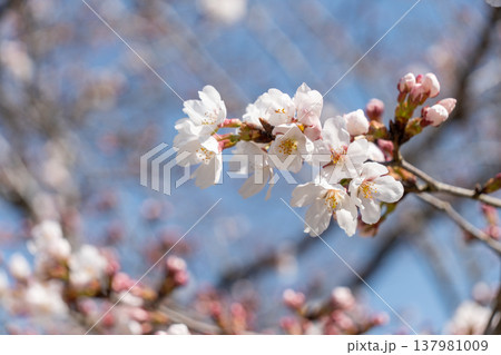 春を彩るソメイヨシノの花のアップ 春を彩るソメイヨシノの花のアップ 137981009