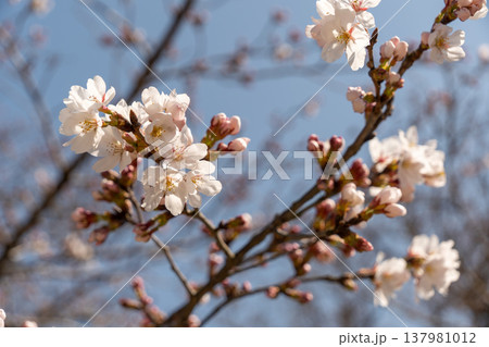 春を彩るソメイヨシノの花のアップ 137981012