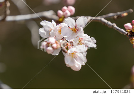 春を彩るソメイヨシノの花のアップ 春を彩るソメイヨシノの花のアップ 137981022