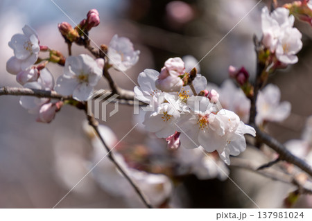 春を彩るソメイヨシノの花のアップ 137981024