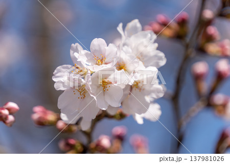 春を彩るソメイヨシノの花のアップ 137981026