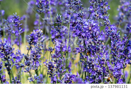 Purple lavender blooming in a vibrant field, attracting bees collecting nectar, creating a fragrant and beautiful summer scene in the italian countryside Purple lavender blooming in a vibrant field, attracting bees collecting nectar, creating a fragrant and beautiful summer scene in the italian countryside 137981131