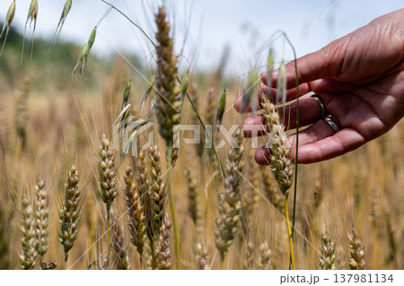 Human hand gently touching ripe golden wheat ears and wild oats growing in a vast agricultural field under a bright sky in the piedmontese countryside of sale san giovanni, italy 137981134