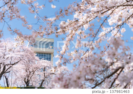 「青森県」満開の桜と舘鼻公園の風景 八戸市 「青森県」満開の桜と舘鼻公園の風景 八戸市 137981463