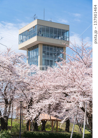 「青森県」満開の桜と舘鼻公園の風景　八戸市 137981464
