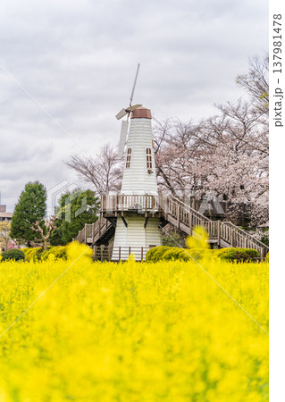 「埼玉県」見晴公園の風車と菜の花畑の風景 さいたま市 「埼玉県」見晴公園の風車と菜の花畑の風景 さいたま市 137981478