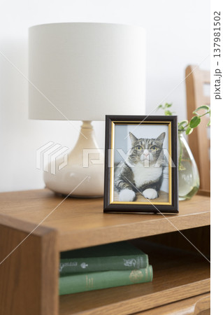 部屋に置かれた猫の写真 137981502