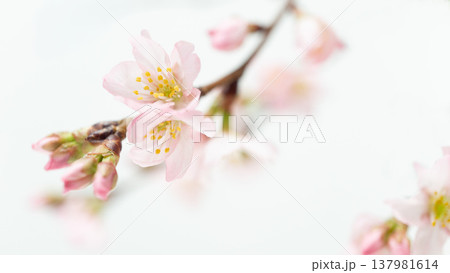 淡いピンク色の桜の花の背景フレーム 白バック 淡いピンク色の桜の花の背景フレーム 白バック 137981614