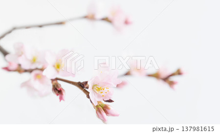 桜の花の背景フレーム コピースペース 白バック 桜の花の背景フレーム コピースペース 白バック 137981615