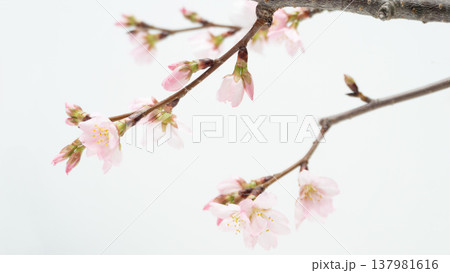 春の桜の花の背景フレーム 白バック 春の桜の花の背景フレーム 白バック 137981616
