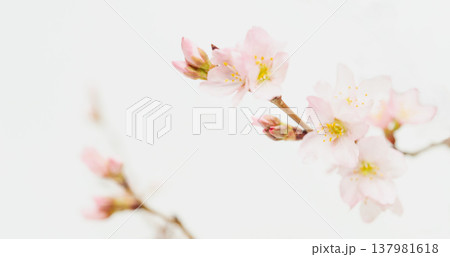 桜の花を白バックで撮影 桜の花を白バックで撮影 137981618