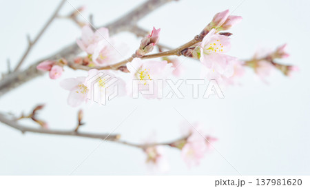 春の枝に咲く桜の花の背景 白バック 春の枝に咲く桜の花の背景 白バック 137981620
