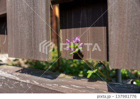 壁の隙間から生えるホトケノザ 壁の隙間から生えるホトケノザ 137981776