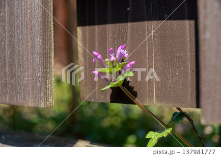 壁の隙間から生えるホトケノザ 137981777