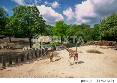 動物園で歩くキリン 動物園で歩くキリン 137981814