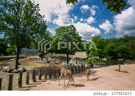 動物園で歩くキリン 137981815