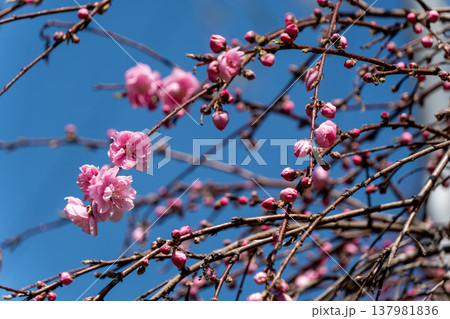 春に咲く花桃の花 137981836