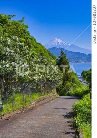 【静岡県】薩埵峠からの眺め 137981837