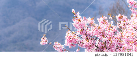 穏やかな春の日にピンク色に染まる満開の河津桜のある風景 穏やかな春の日にピンク色に染まる満開の河津桜のある風景 137981843