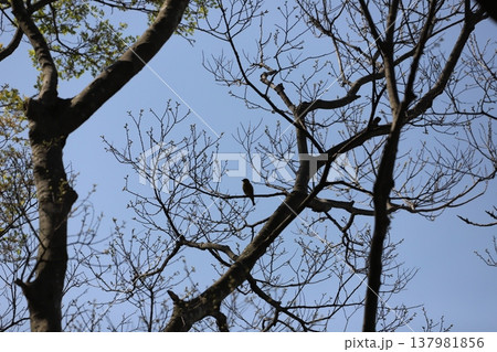樹木と野鳥のシルエット 樹木と野鳥のシルエット 137981856