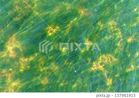 top down view of vibrant green algae under crystal clear ocean water with golden sun reflections. Abstract natural texture of an aquatic ecosystem and shimmering turquoise ripples in sunlight. top down view of vibrant green algae under crystal clear ocean water with golden sun reflections. Abstract natural texture of an aquatic ecosystem and shimmering turquoise ripples in sunlight. 137981913