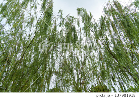 Low angle view looking up at the long, graceful branches of a weeping willow tree against a bright, overcast sky. Green foliage hangs down creating a natural pattern in a park or garden setting. Low angle view looking up at the long, graceful branches of a weeping willow tree against a bright, overcast sky. Green foliage hangs down creating a natural pattern in a park or garden setting. 137981919
