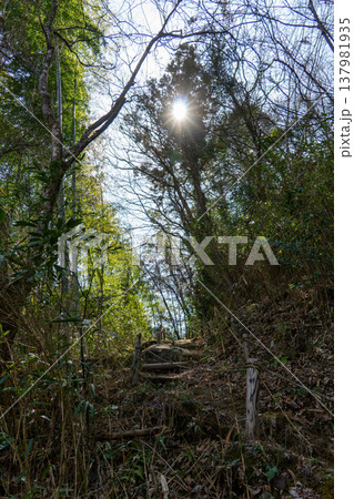 逆光の太陽が差し込む竹林の風景 137981935
