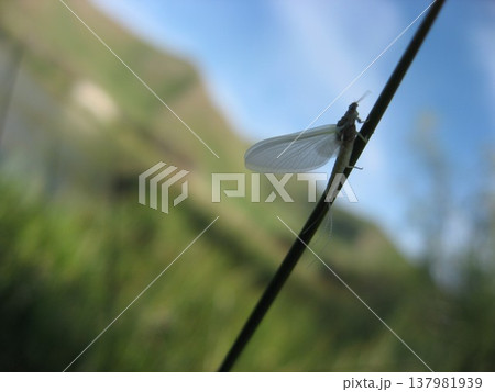 草に止まるカゲロウの亜成虫 137981939