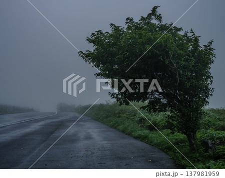 霧の道端に立つ木と濡れた道路が続く幻想的な風景 霧の道端に立つ木と濡れた道路が続く幻想的な風景 137981959