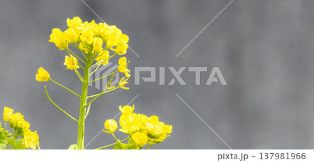田舎の細い路地で見つけた何処か懐かしい黄色い菜の花のある風景 137981966