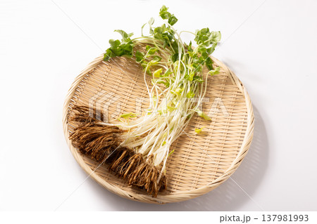 (岩手県産)根みつば (岩手県産)根みつば 137981993